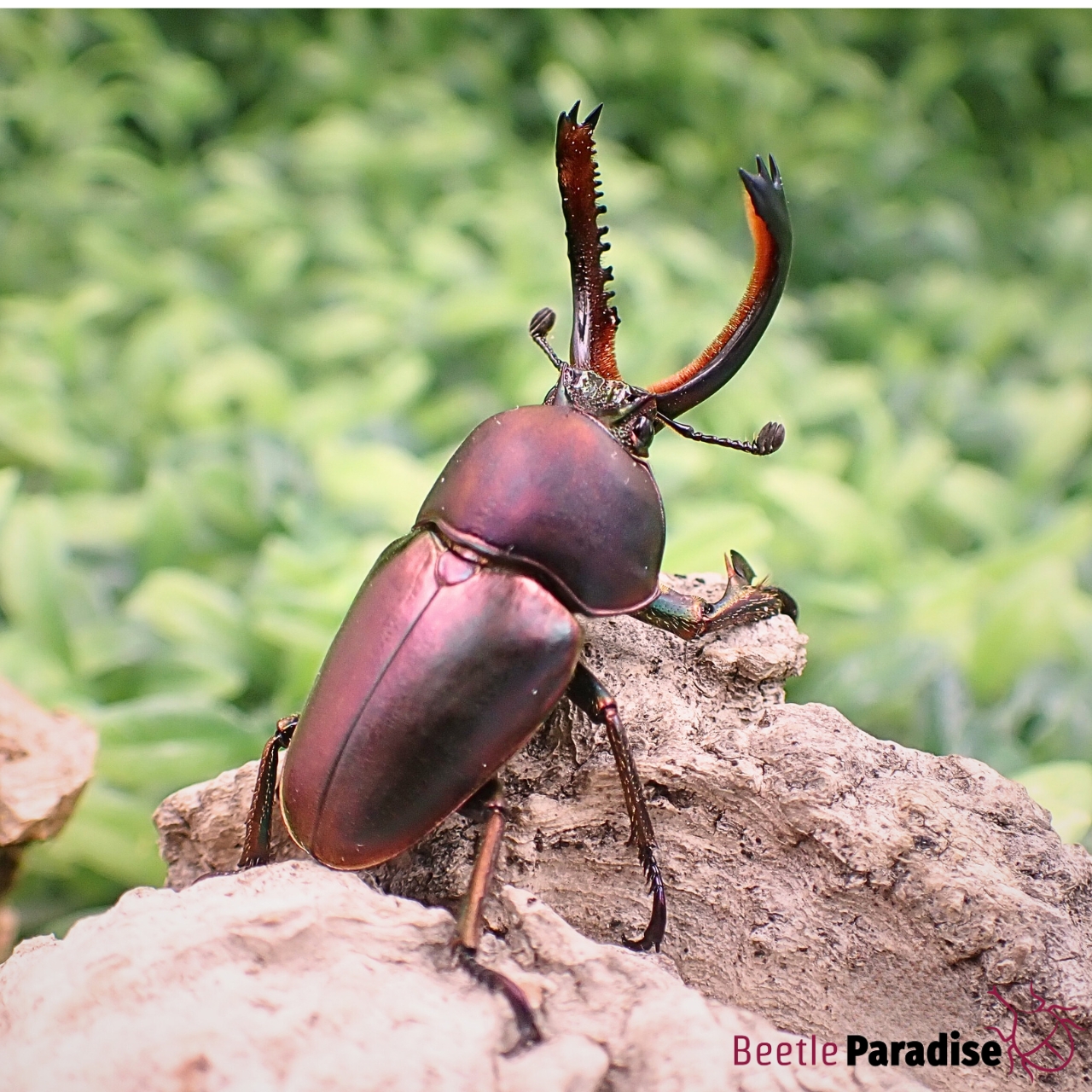 Arthropods :: Beetleparadise